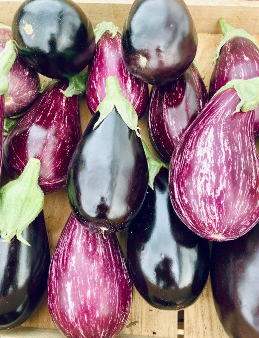 Aubergine / pièce 