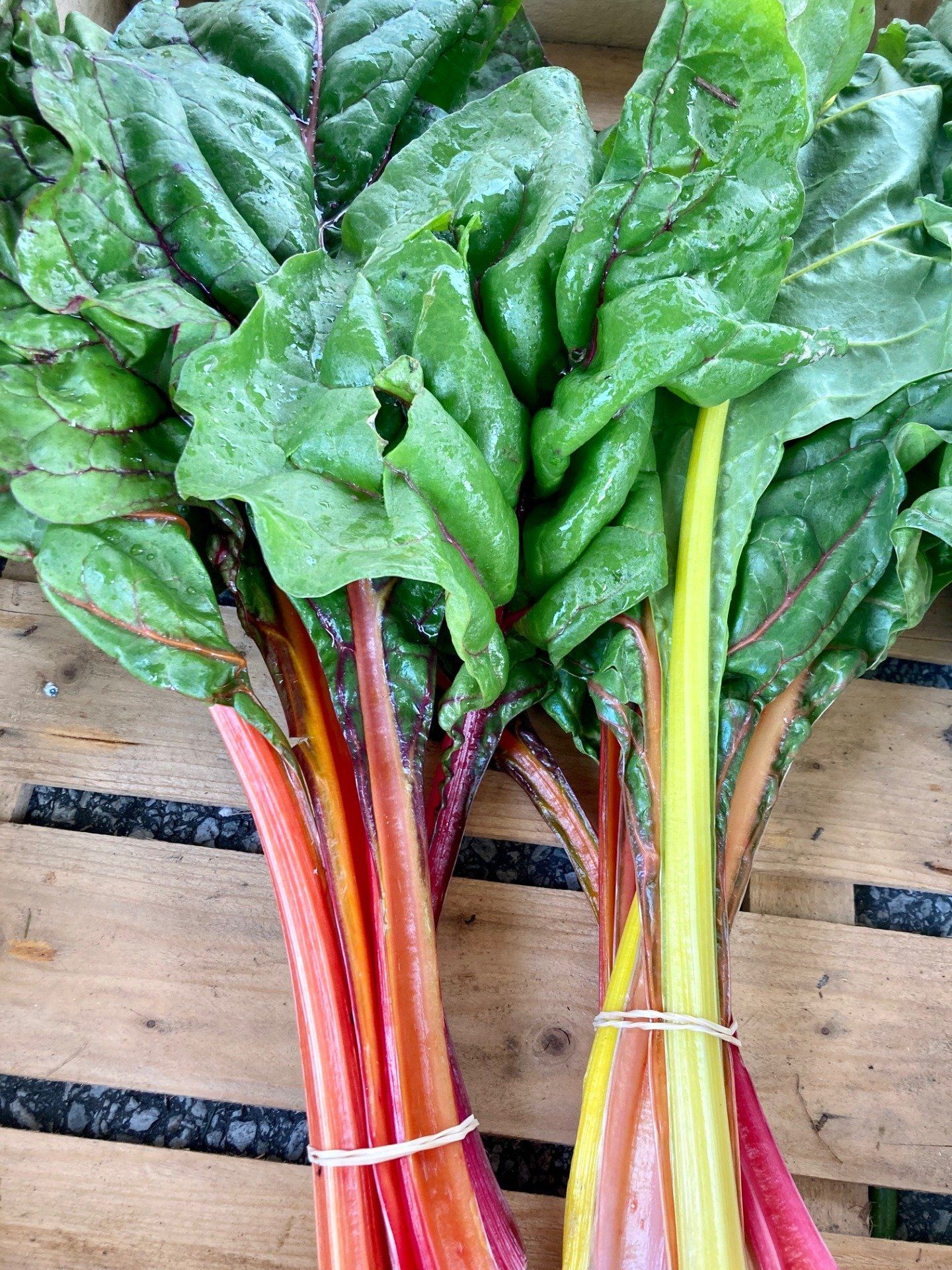 blettes multicolores / botte