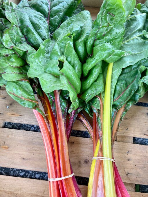 blettes multicolores / botte