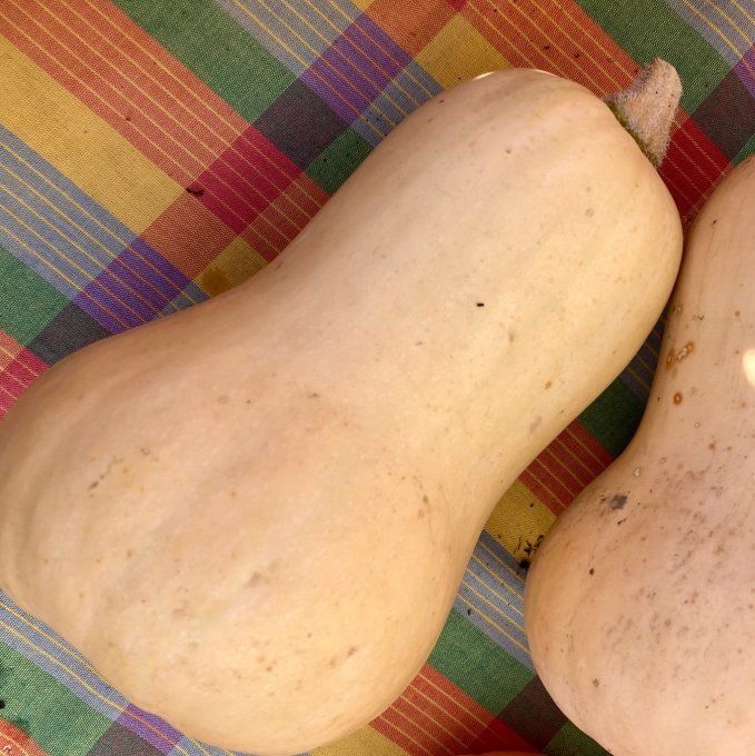 courges grandes au choix