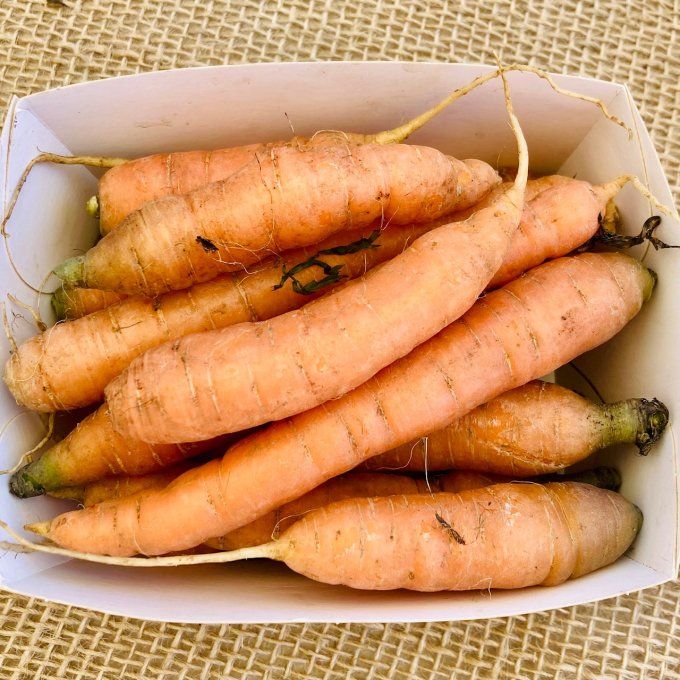 carottes / calibre au choix