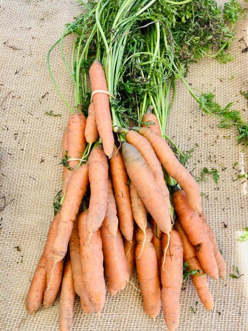 carottes / calibre au choix