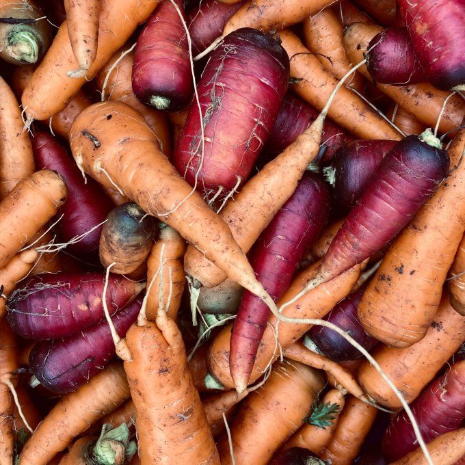 Carottes / 500 g environ