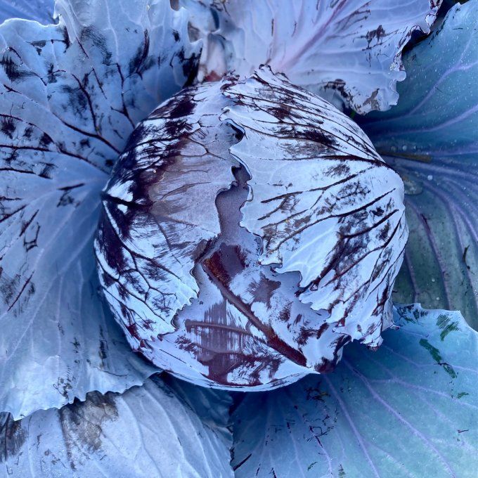 chou rouge ou blanc / pièce