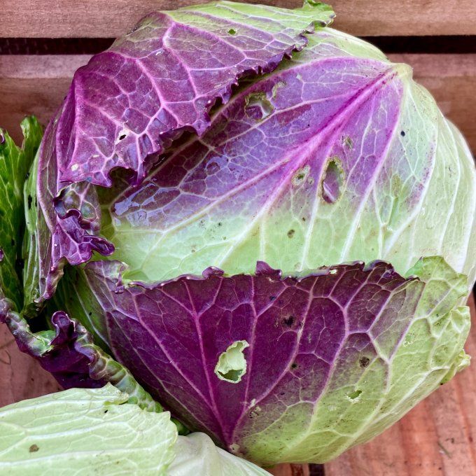 Chou d’hiver / pièce