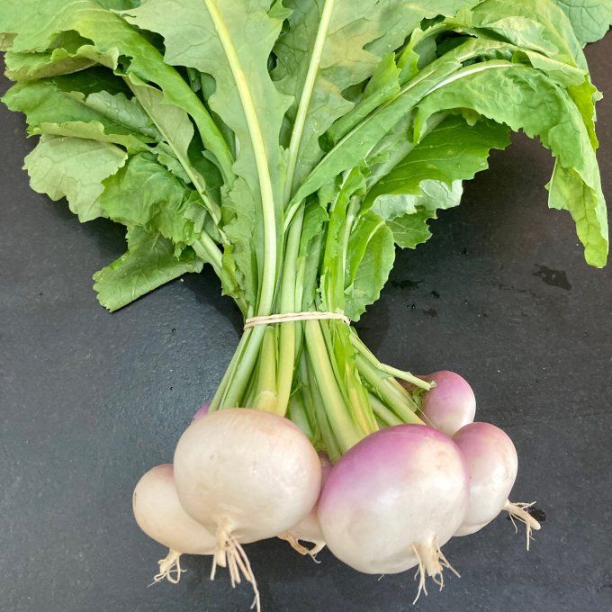 Navets nouveaux / botte