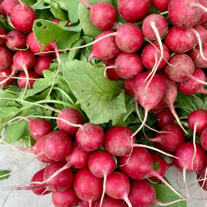 radis ronds / botte